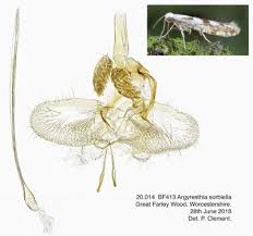 Attēlu rezultāti vaicājumam “Argyresthiidae”