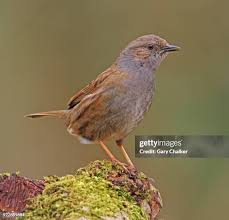 Attēlu rezultāti vaicājumam “Prunella modularis adult”
