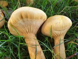 Attēlu rezultāti vaicājumam “Phaeolepiota aurea”