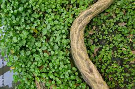 Attēlu rezultāti vaicājumam “Hydrocotyle vulgaris”