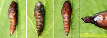 Attēlu rezultāti vaicājumam “Lozotaenia forsterana”