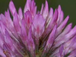 Attēlu rezultāti vaicājumam “Trifolium medium flower”