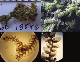 Attēlu rezultāti vaicājumam “Odontoschisma denudatum cells”