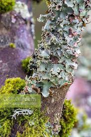 Attēlu rezultāti vaicājumam “Platismatia glauca”