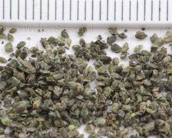 Attēlu rezultāti vaicājumam “Urtica dioica fruit”