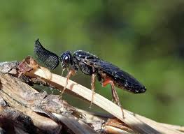 Attēlu rezultāti vaicājumam “Neodiprion sertifer larva”