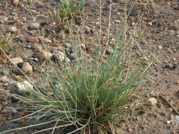 Attēlu rezultāti vaicājumam “Puccinellia distans”