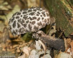 Attēlu rezultāti vaicājumam “Strobilomyces strobilaceus”