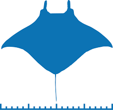 Image result for Mobula thurstoni