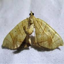 Attēlu rezultāti vaicājumam “Eulithis sp.”