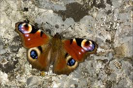 Attēlu rezultāti vaicājumam “Inachis io”