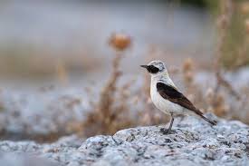 Image result for Oenanthe hispanica