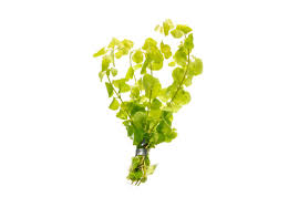 Image result for Lysimachia nummularia