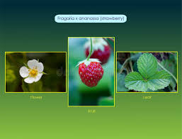 Attēlu rezultāti vaicājumam “Fragaria x ananassa fruit”