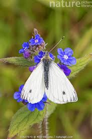 Attēlu rezultāti vaicājumam “Pieris rapae male”