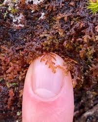 Attēlu rezultāti vaicājumam “Frullania dilatata”