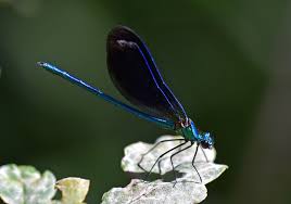 Attēlu rezultāti vaicājumam “Calopteryx virgo male”