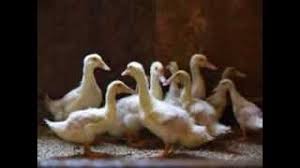 Image result for Aylesbury Ducks Sub Aqua Club
