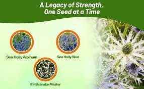 Attēlu rezultāti vaicājumam “Eryngium planum fruit”