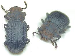 Attēlu rezultāti vaicājumam “Bolitophagus reticulatus larva”