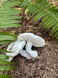 Attēlu rezultāti vaicājumam “Hypomyces chrysospermus”