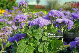 Image result for Leberbalsam