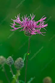 Attēlu rezultāti vaicājumam “Centaurea scabiosa flower”