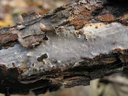 Attēlu rezultāti vaicājumam “Vuilleminia comedens”