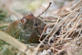 Attēlu rezultāti vaicājumam “Myodes glareolus”