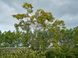 Attēlu rezultāti vaicājumam “Festuca altissima leaf”
