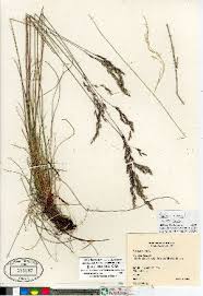 Attēlu rezultāti vaicājumam “Festuca rubra subsp. rubra”