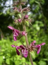 Attēlu rezultāti vaicājumam “Stachys sylvatica flower”