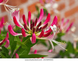 Attēlu rezultāti vaicājumam “Lonicera caprifolium”