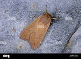 Attēlu rezultāti vaicājumam “Mythimna turca”