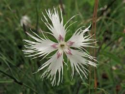 Attēlu rezultāti vaicājumam “Dianthus arenarius”