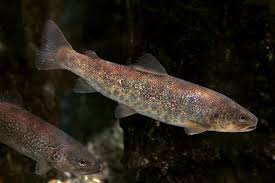 Image result for Salmo marmoratus