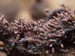 Attēlu rezultāti vaicājumam “Stemonitopsis typhina”