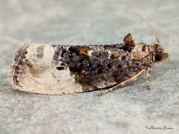 Attēlu rezultāti vaicājumam “Hedya nubiferana”