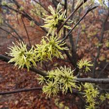 Attēlu rezultāti vaicājumam “Hamamelis vernalis leaf”