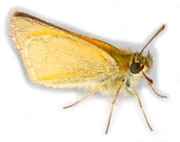 Attēlu rezultāti vaicājumam “Thymelicus sylvestris male”