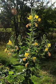 Image result for Nachtkerze