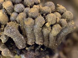 Attēlu rezultāti vaicājumam “Lindbladia tubulina”