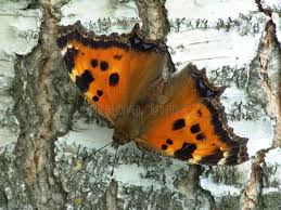 Attēlu rezultāti vaicājumam “Nymphalis xanthomelas”