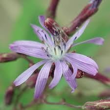 Attēlu rezultāti vaicājumam “Lactuca tatarica flower”