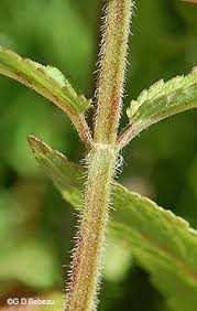 Attēlu rezultāti vaicājumam “Stachys palustris bud”