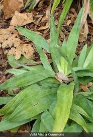 Attēlu rezultāti vaicājumam “Carex chordorrhiza leaf”