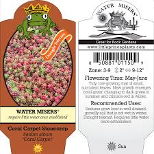 Image result for Sedum album `Coral Carpet`