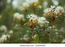 Attēlu rezultāti vaicājumam “Ledum palustre flower”