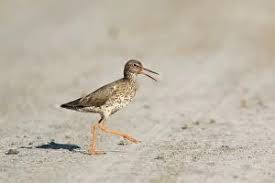 Attēlu rezultāti vaicājumam “Tringa totanus adult”