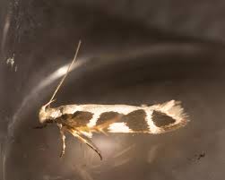 Attēlu rezultāti vaicājumam “Trichia longipalpis macro”